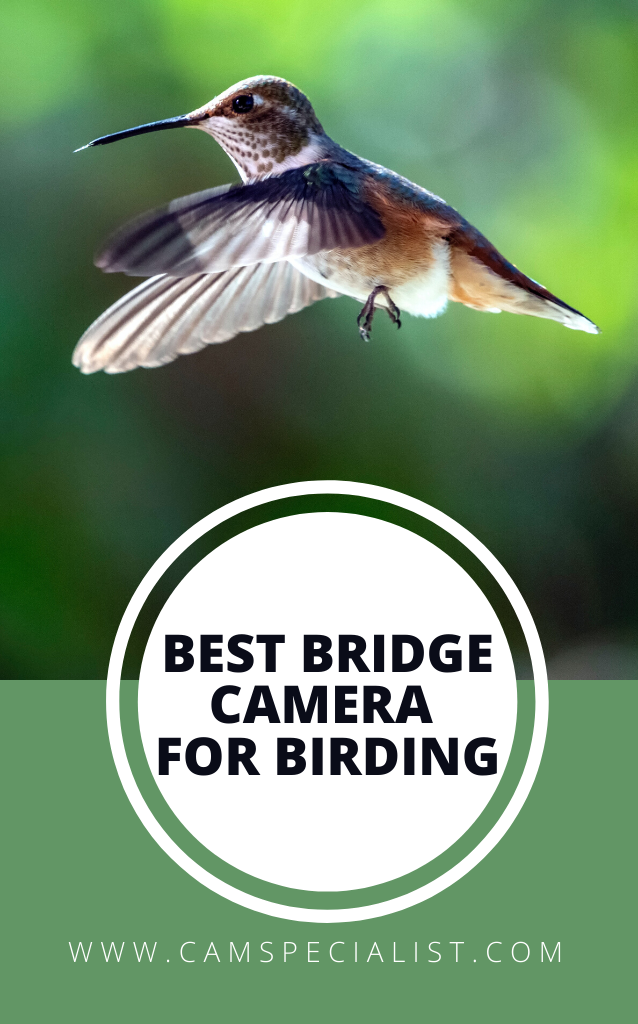 Bridge camera for birding buying guide