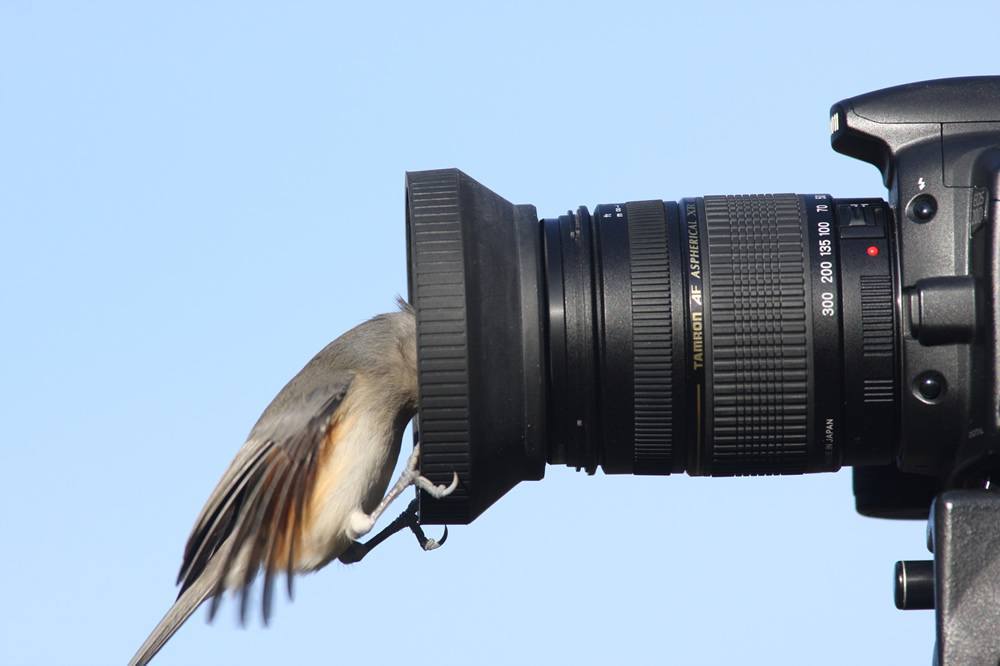Bird sticking its head into a camera lens