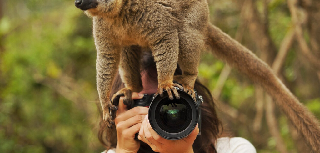 Best bridge camera for wildlife